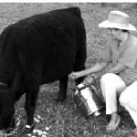 Author Rose Marie Belforti spends some quality time with her Dexter cow.