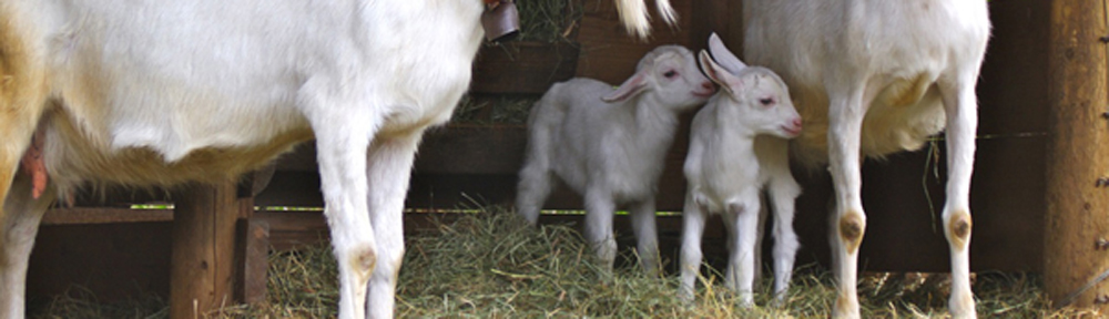 whole foods baby formula