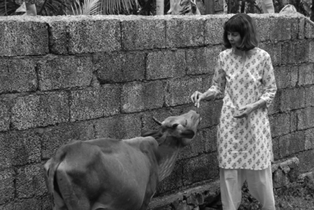 Patrice Lopatin feeds a Vechur cow