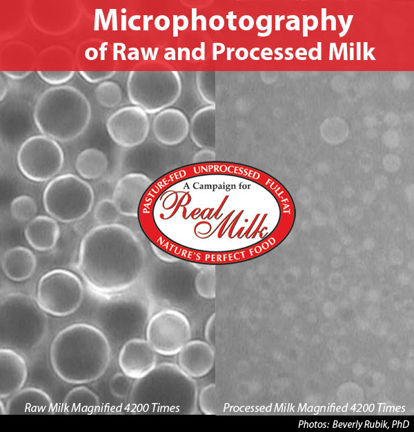 Health-Microphotography-600x626