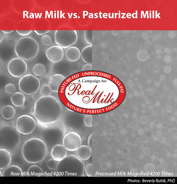 Raw Milk - 1 Gallon - Pasture to Fork