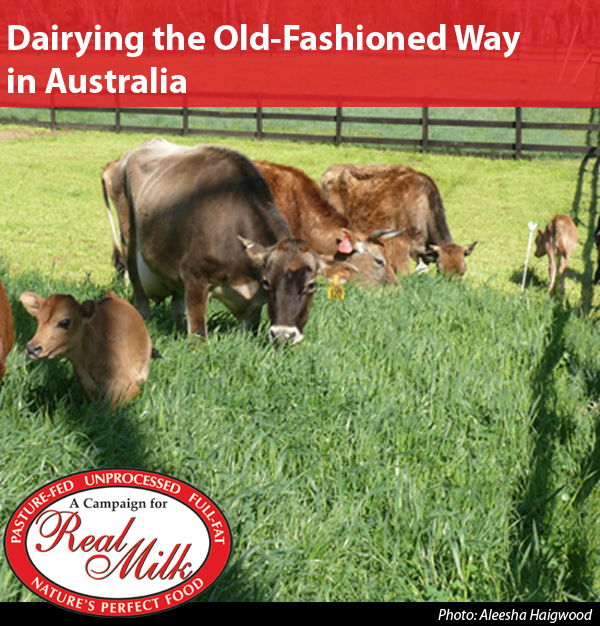 Dairying the Old-Fashioned Way in Australia